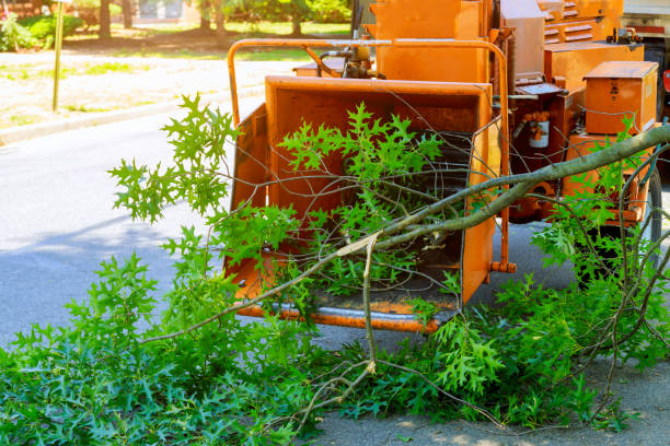 Trusted Cave City, AR Tree Service Experts